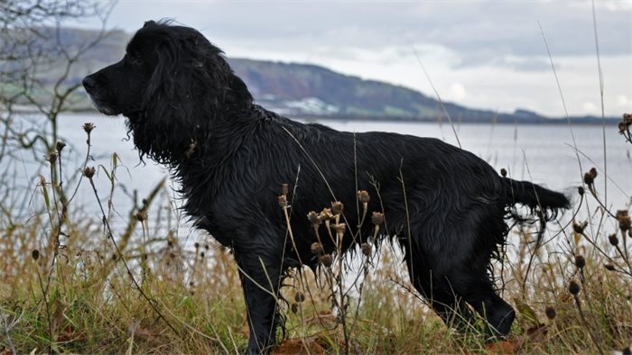 SNP members call for debate on reversal of puppy tail docking decision