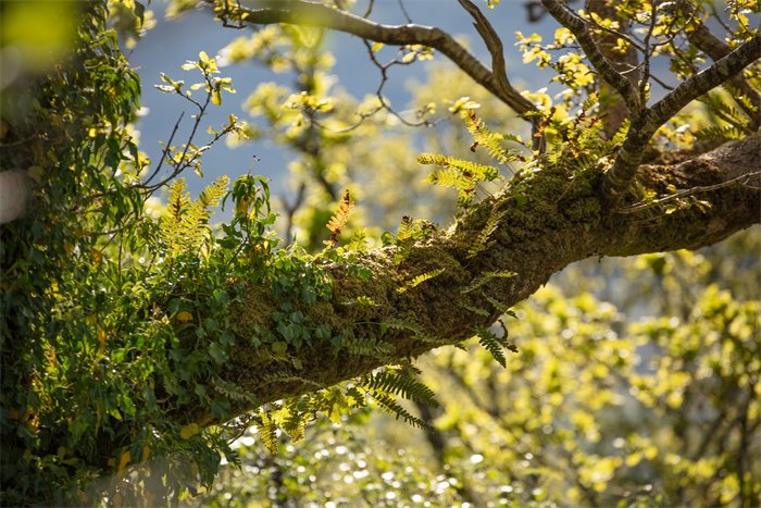 Associate Feature: Saving Scotland’s Rainforest: The Road will be Long, but the Signs are Good