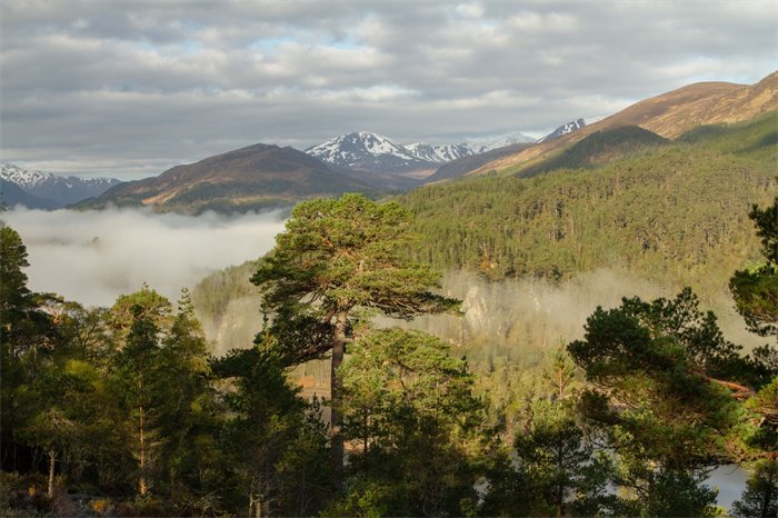 Associate feature: Forestry and Land Scotland  – Getting Fit for the Future