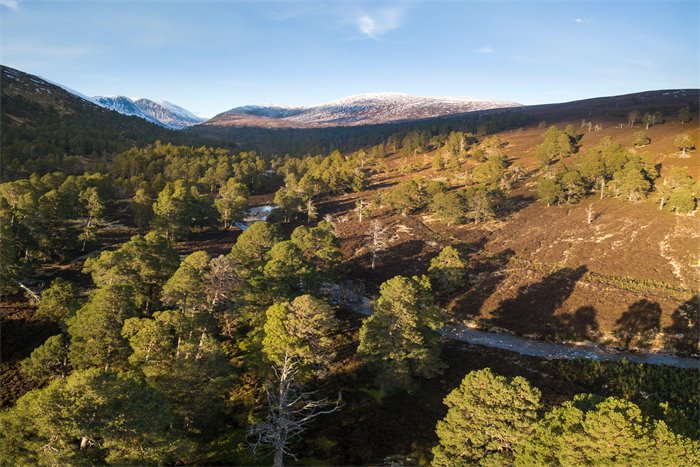 We need action not words to halt the decline of Scotland's ancient pinewoods