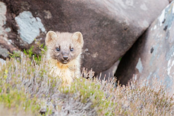 Scotland's nature crisis: Delivering at scale