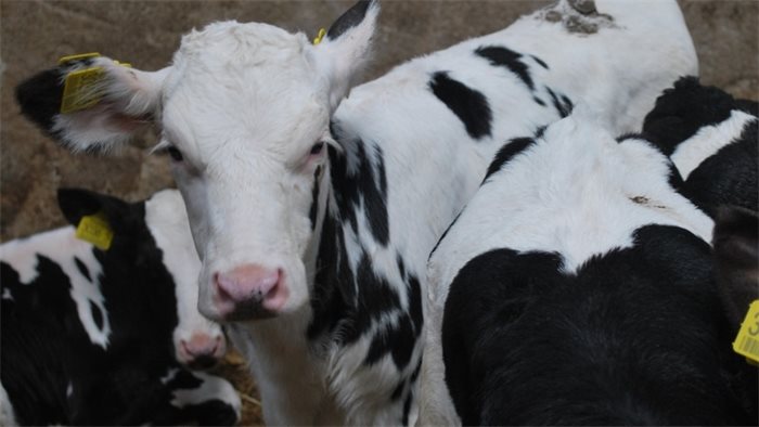 P&O ferries say they will ‘cease co-operating with Scottish Government’ over exporting young calves to Europe