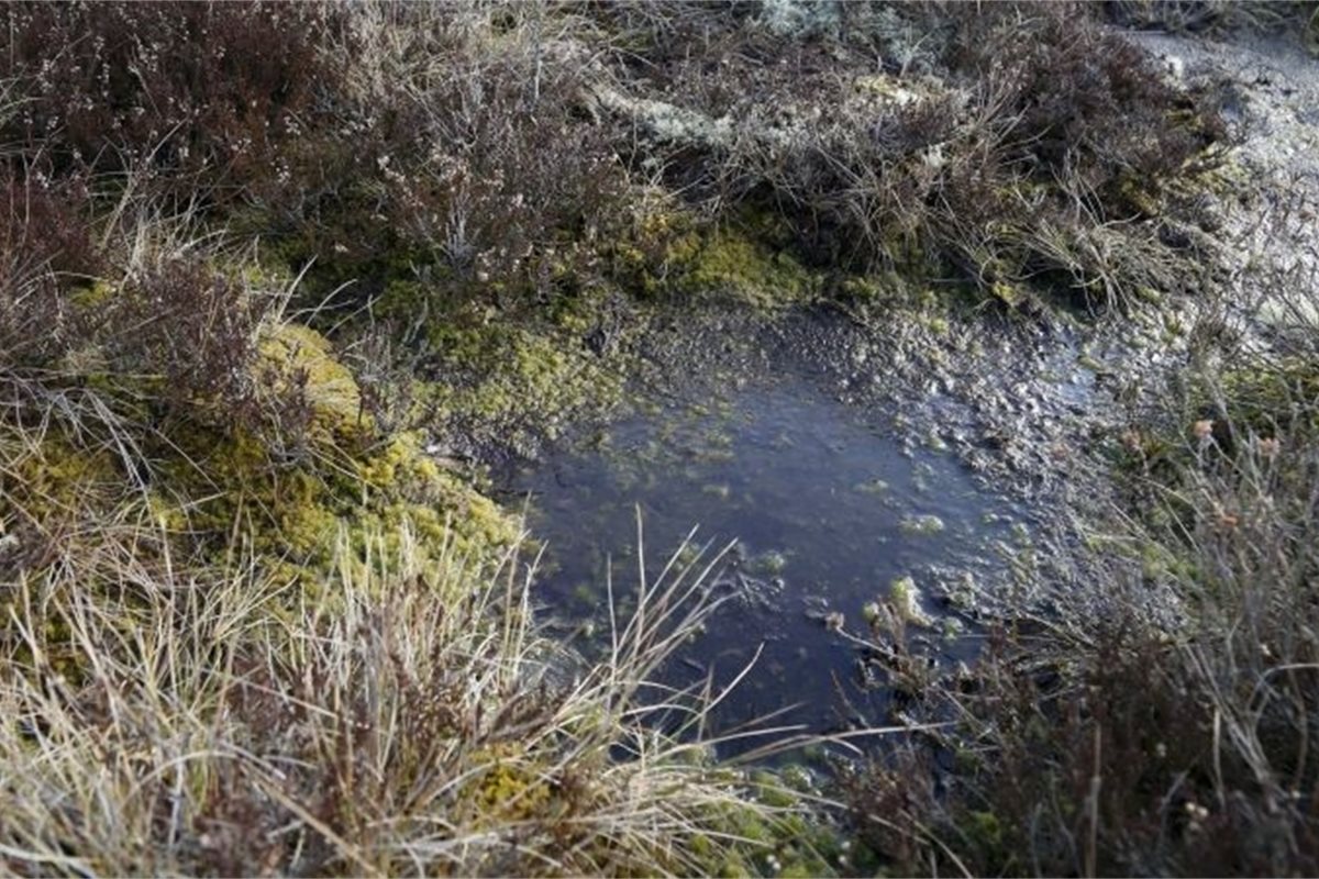 Restoring Scotland’s bogs could provide refuge for rare wildlife